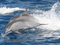 Delfini salto
